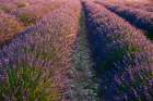 A field of Lavender-in bloom Sault-Provence-France Art Print